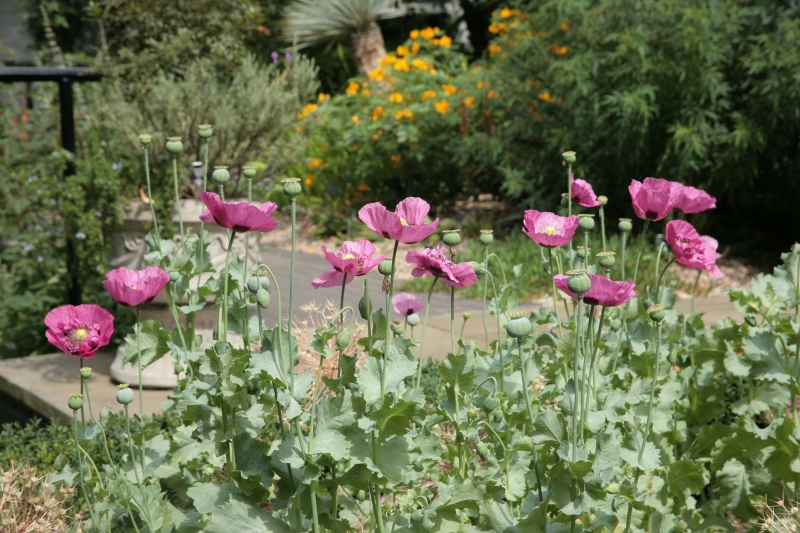 Garden of Medicinal Plants, Royal College of Physicians